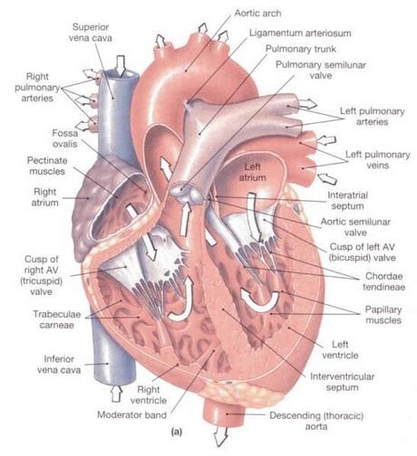 Dog Heart Defects