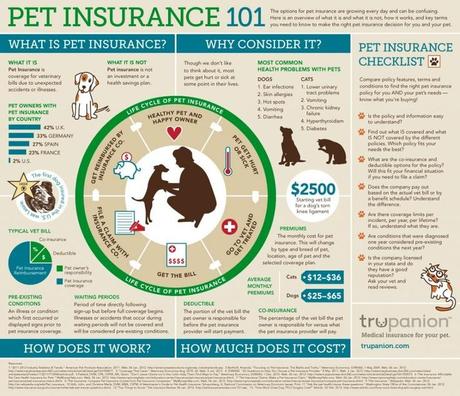 Setting-Up a Pet Insurance for Your Dog