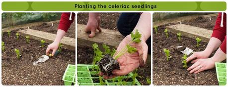 planting out celeriac seedlings - 'growourown.blogspot.com' ~ an allotment blog