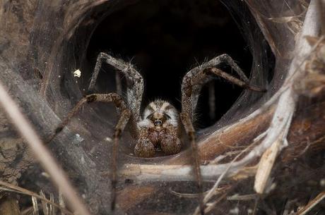Deadly Animals: The World's Most Dangerous Places Deadly Animals: The World's Most Dangerous Places