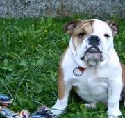 Bulldog Bulldog