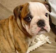 Bulldog Bulldog