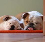 Bulldog Bulldog