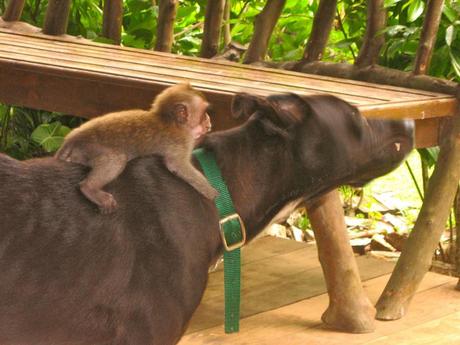dog surrogate mother to monkey
