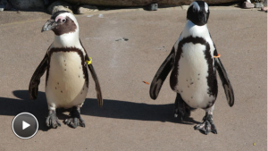 Same-Sex Penguin Pair Doomed To Be Separation If Toronto Zoo Has Their Way