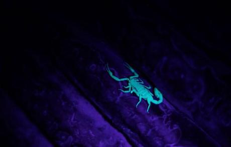 The Truth Behind Fluorescent Scorpions!!!