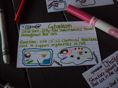 Honors Biology Cell Structure/Function Flash Cards