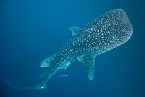 whale shark Where are they? Finding (and conserving) the biggest fish in the sea