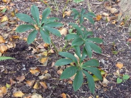 A New Home for the Hellebores