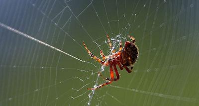 15 Insects That Could Save Your Life 15 Insects That Could Save Your Life