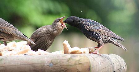 Amazing Images Of Baby Birds At Dinner Time