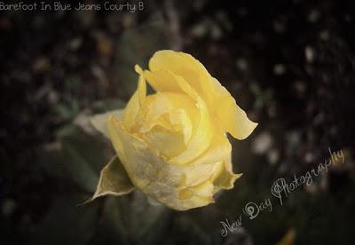 My Photography/Fall Day And Still Some Straggler Roses