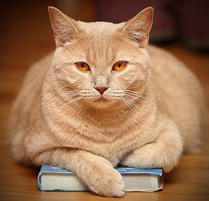 A Cat Reading