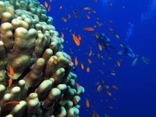Coral Marine Reserve