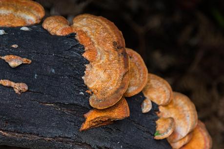fungi on burnt log