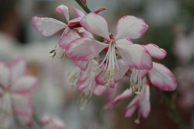 Gaura 'Freefolk Rosy' Shortlisted for RHS Plant of the Year from Hardys