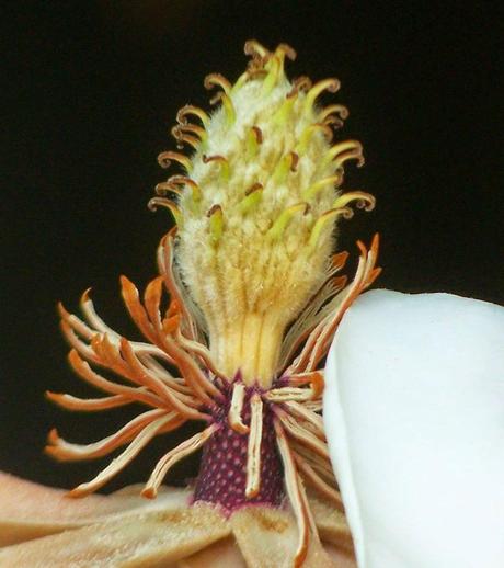 The short, beautiful life of a magnolia blossom The short, beautiful life of a magnolia blossom