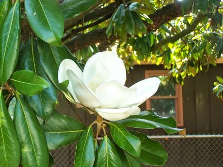 The short, beautiful life of a magnolia blossom The short, beautiful life of a magnolia blossom