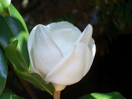 The short, beautiful life of a magnolia blossom The short, beautiful life of a magnolia blossom