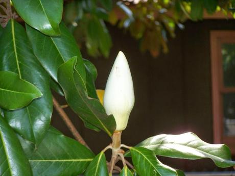 The short, beautiful life of a magnolia blossom The short, beautiful life of a magnolia blossom