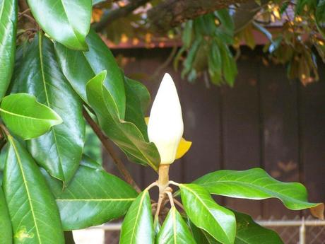 The short, beautiful life of a magnolia blossom The short, beautiful life of a magnolia blossom