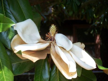 The short, beautiful life of a magnolia blossom The short, beautiful life of a magnolia blossom
