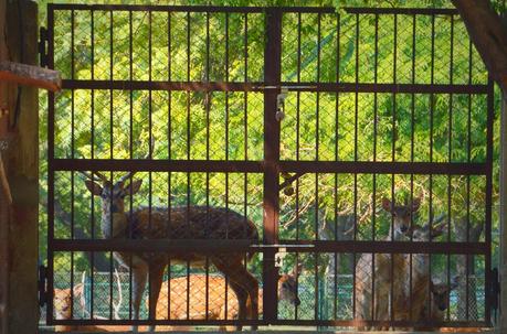 Are zoos cruel to animals essay