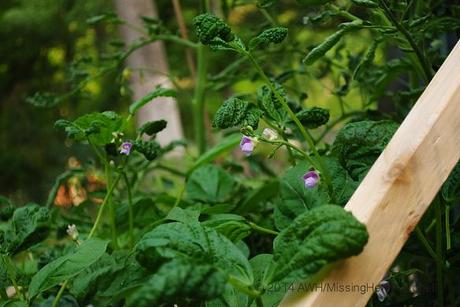 Dear Friend and Gardener: 30 May, 2014 bush beans 1