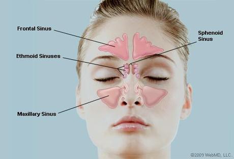 Sinus Strikes Back Picture of the Human Sinuses