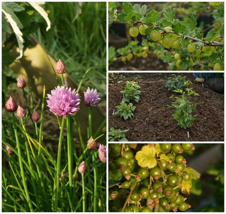 chives, gooseberries, blackcurrants plus new dahlias and roses in place - 'growourown.blogspot.com' ~ an allotment blog