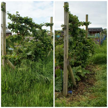 saved the blackberry and rhubarb from so much grass - 'growourown.blogspot.com' ~ An allotment blog