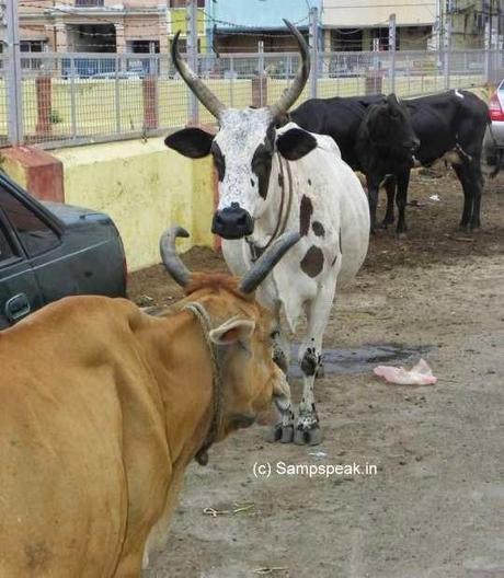 cruelty to cattle .... how gruesome to canulate cows !!