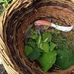 HOMEMADE HERB BUTTER Kitchen Garden Herbs