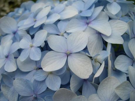 How to Care For Hydrangea