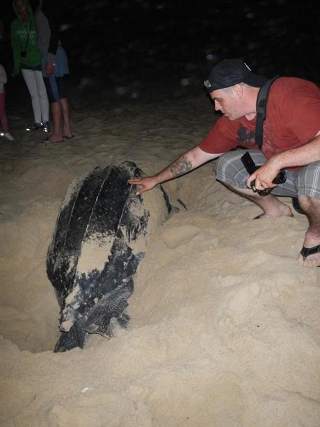 Petting a Leatherback at Matura in Trinidad