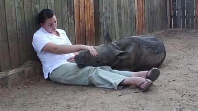 Endangered Baby Rhino’s Mother Butchered In Front of Him…Now Bonded To Keeper Endangered Baby Rhino’s Mother Butchered In Front of Him…Now Bonded To Keeper