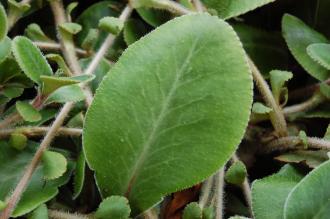 Chrysosplenium macrophyllum Leaf (19/04/2014, Kew Gardens, London)