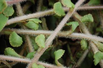 Chrysosplenium macrophyllum Stems (19/04/2014, Kew Gardens, London)