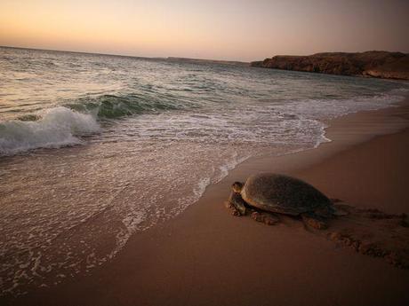 Photo:Green Sea Turtle at dawn by ocean