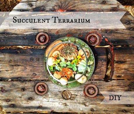 Succulent Terrarium by Kent Heartstrings