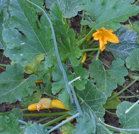 My summer squash plants are doing fabulously well!  I have several yellow squash growing!