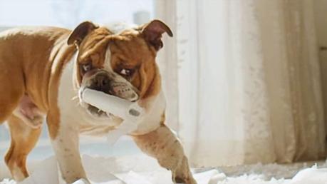 Bulldog wrestles with toilet tissue