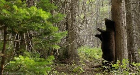 The 30 Best Bear GIFs of All Time - According to the Adventure Journal