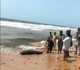 Stranded whale rescued in Mayaro (Trinidad and Tobago) Stranded whale rescued in Mayaro (Trinidad and Tobago)