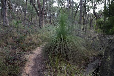 grass tree byers back track