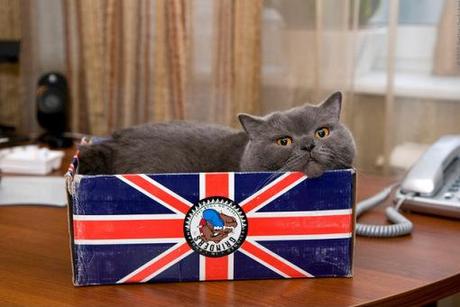 Cats Representing The Top 10 Most Powerful Countries Cats Representing The Top 10 Most Powerful Countries