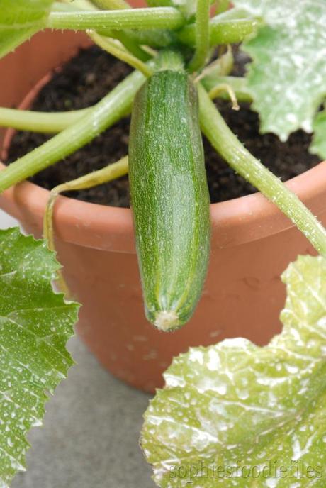 Just look at that yummy green courgette!