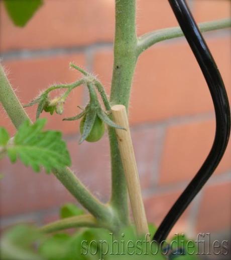 The second yellow cherry tomato is growing! yeah!