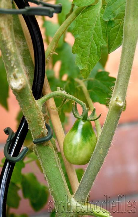 Another tomato plant with the 1st yellow cherry tomato that is growing!