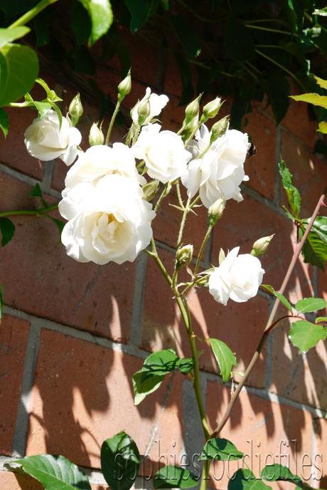 Georgous white roses!